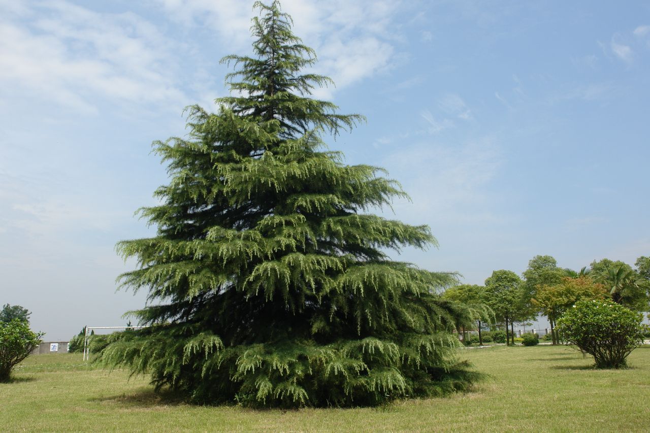 绿松树 · 免费素材图片