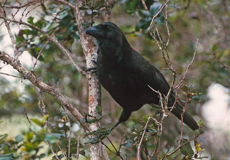 夏威夷乌鸦图册_360百科