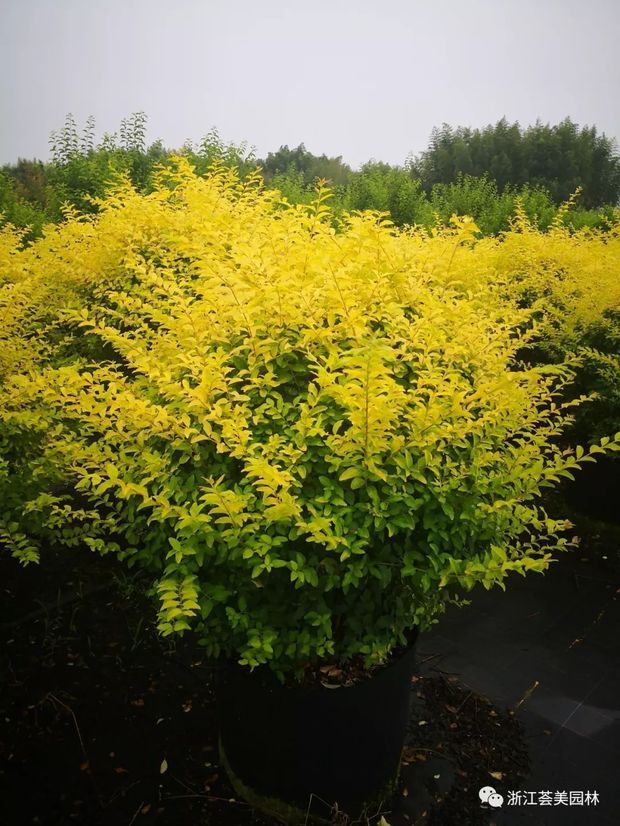 冬天可以配花镜的植物品种_360问答