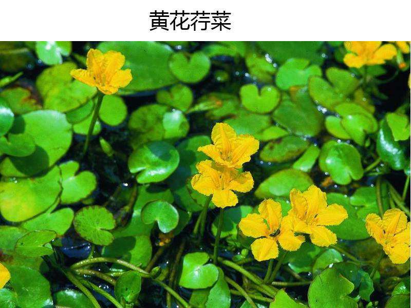黄花荇菜图册_360百科