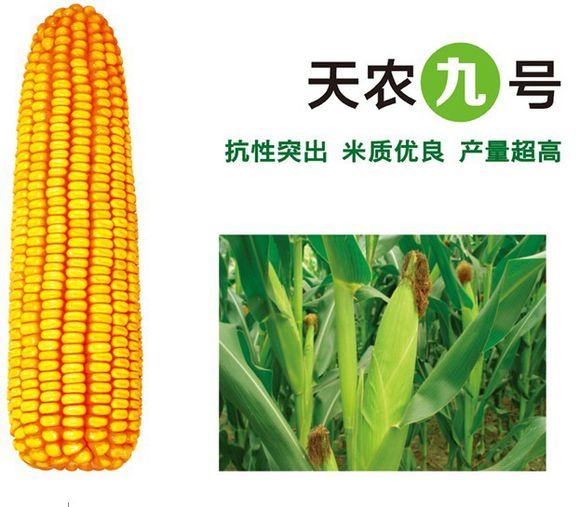 天农九图册_360百科