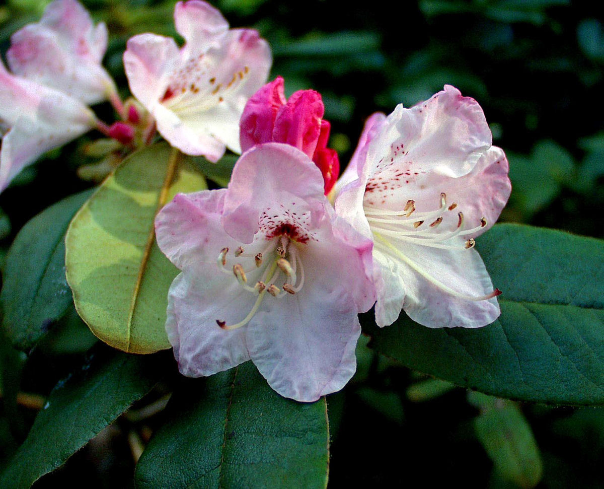 枯鲁杜鹃图册_360百科