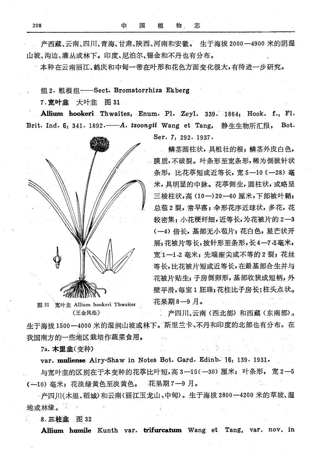 宽叶韭图册_360百科