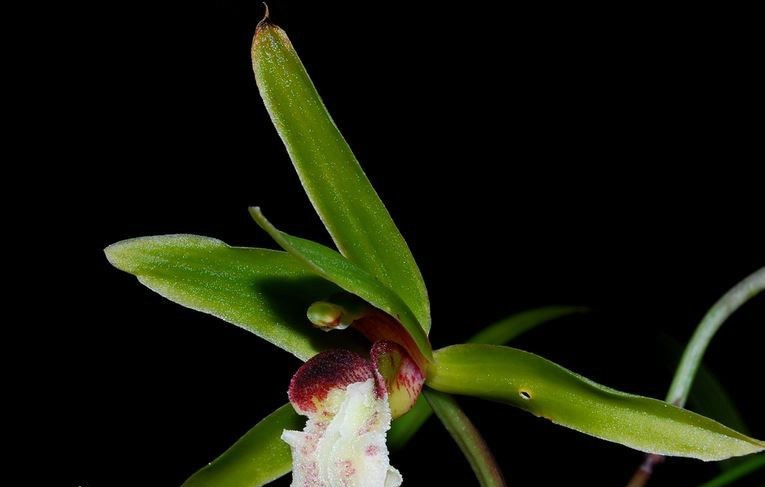 莎叶兰图册_360百科