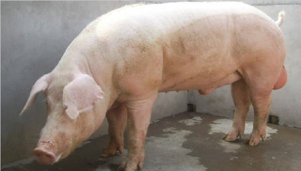 2025铜陵十大律师事务所排行 - 安徽景旺律师事务所