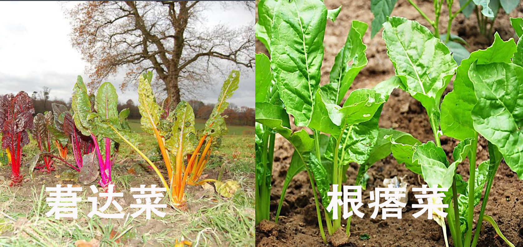 根菾菜-中国蔬菜作物-图片