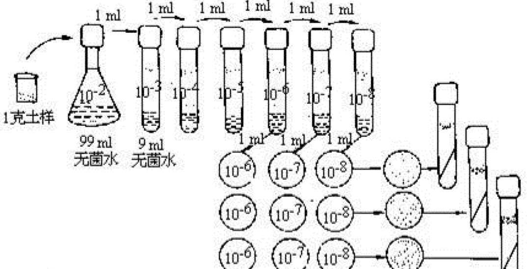 平板菌落计数法图册_360百科