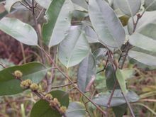 红栲_360百科