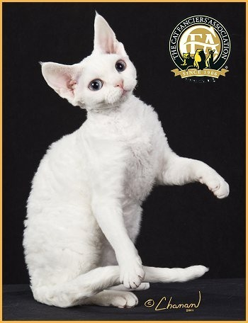 德文卷毛猫图册_360百科