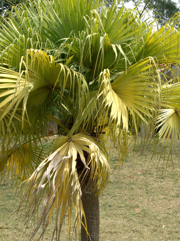 棕树（漳州云洞岩）