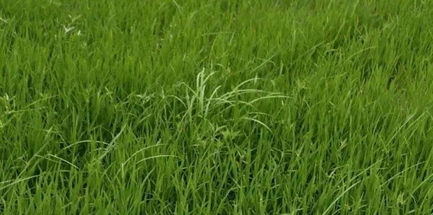 如何快速识别水稻田中的杂草幼苗_360新知