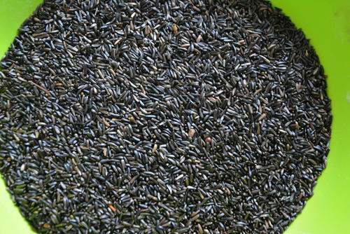 黑尖栗喂鸟好吗_360问答