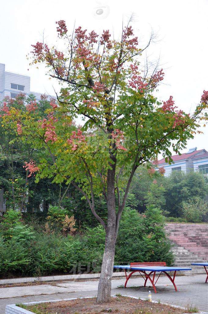 栾树图册_360百科