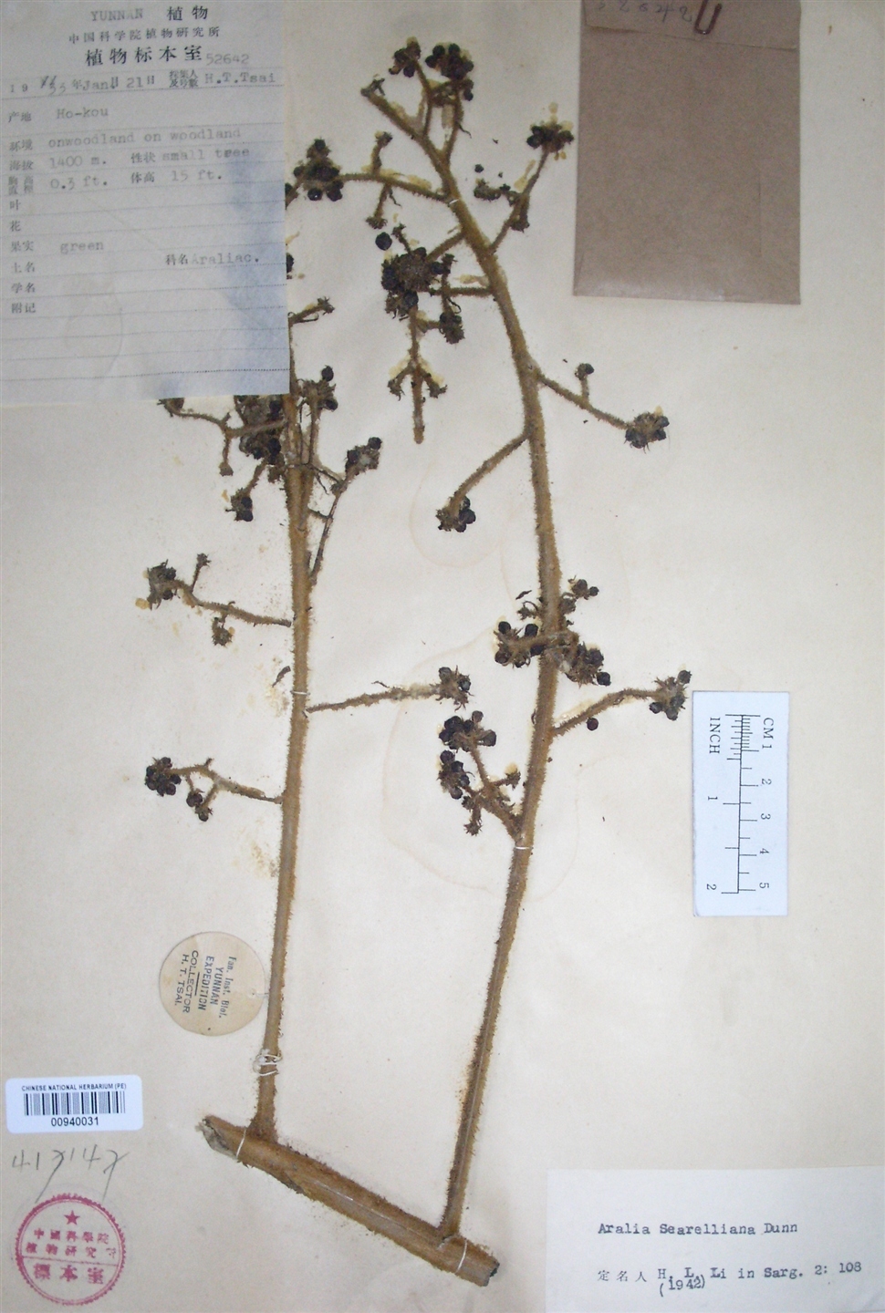 粗毛楤木图册_360百科