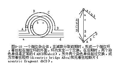 倒位环图册_360百科
