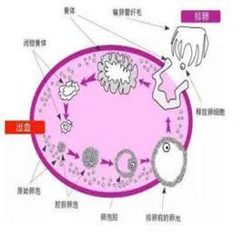 卵巢黄体破裂图册_360百科