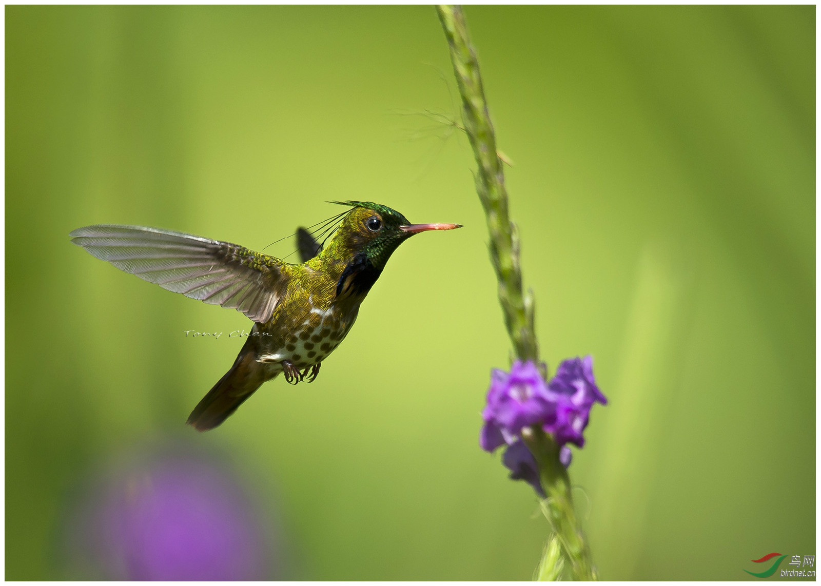 鸟在花丛化蜂行 ——迷人的“小妖精”，独特又精致的蜂鸟 - 知乎