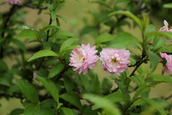 粉花重瓣麦李图册_360百科