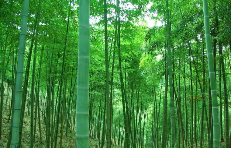 竹图册_360百科