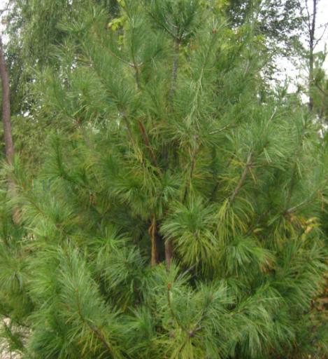 乔松(松属植物)_360百科