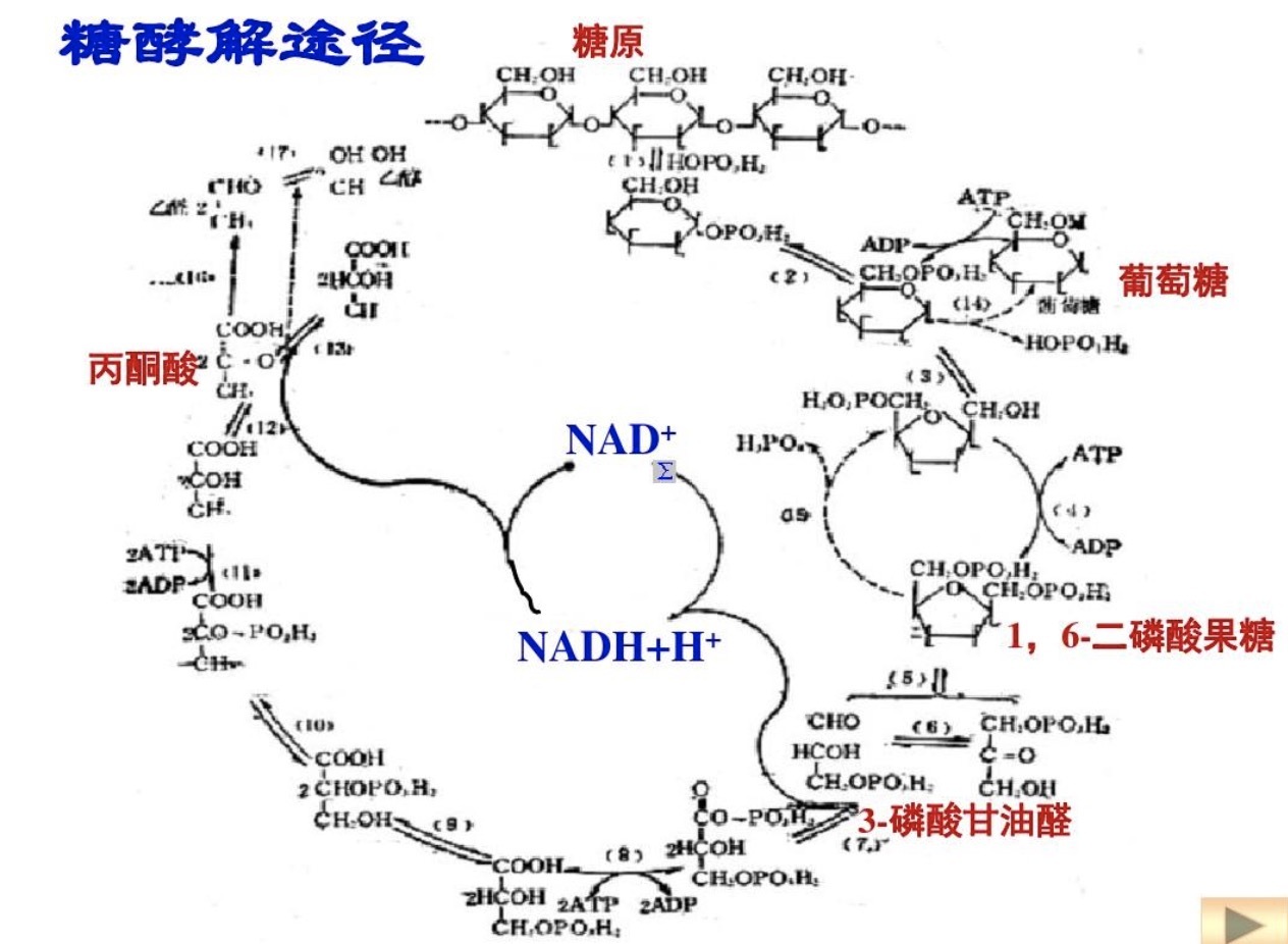 糖酵解途径图册_360百科
