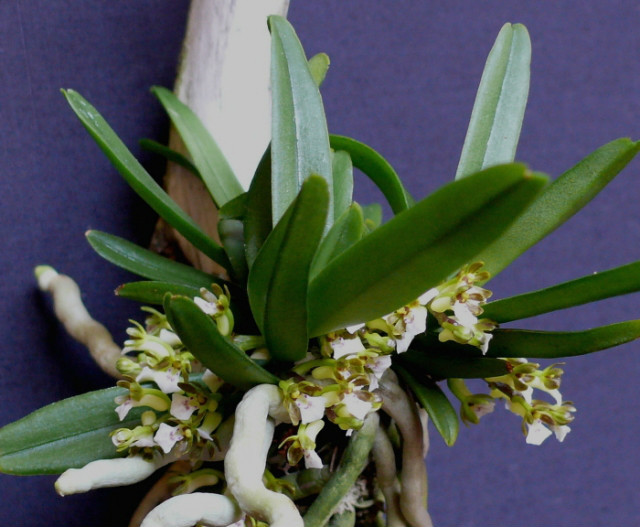 毛舌兰图册_360百科