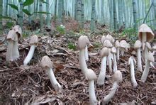 鸡枞菌图册_360百科