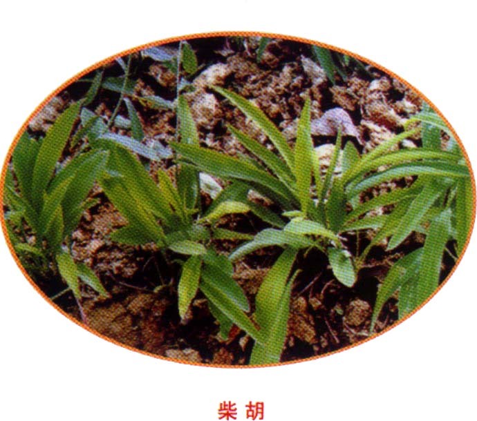 大柴胡汤图册_360百科