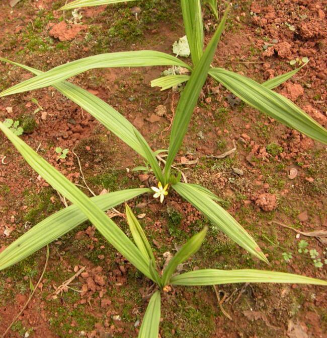 仙茅图册_360百科