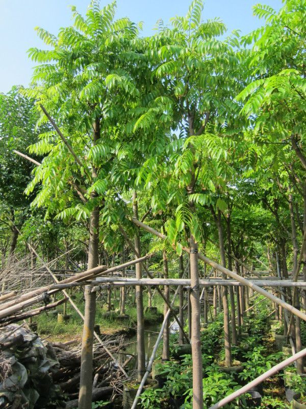 仁面子树图册_360百科