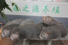 竹鼠_360百科