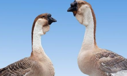 狮头鹅黑脚和黄脚的区别_360问答