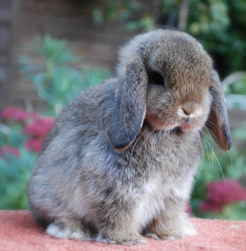 英国迷你垂耳兔图册_360百科