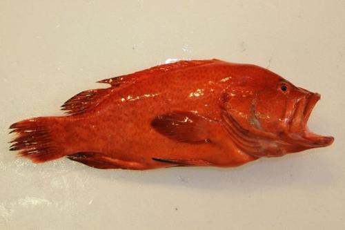 红瓜子鱼是高档鱼吗
