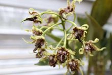 香荚兰属图册_360百科