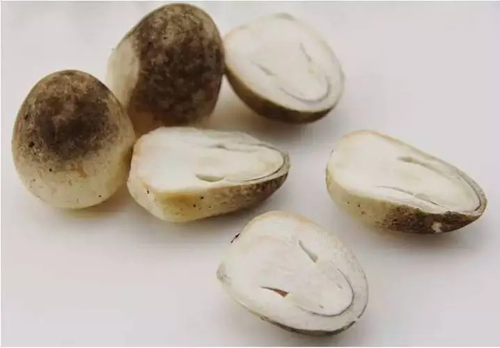 草菇图册_360百科
