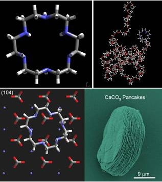 生物矿化图册_360百科