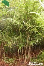 缅甸方竹图册_360百科