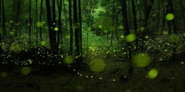 盘点自然界中的十大发光生物_360新知