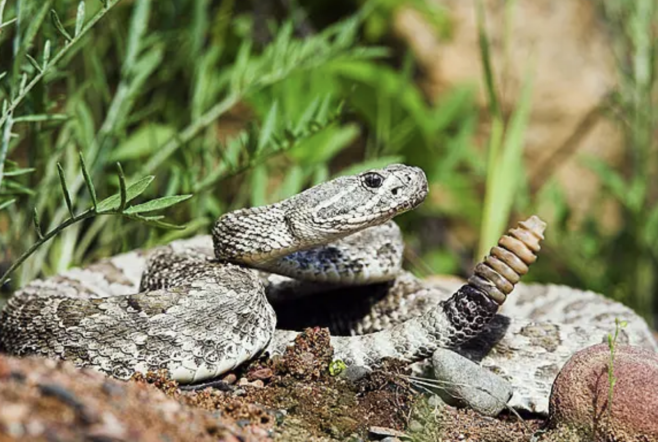 响尾蛇尾巴为什么会响