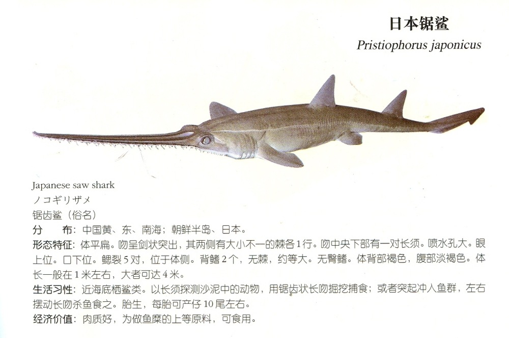 锯鲨属图册_360百科