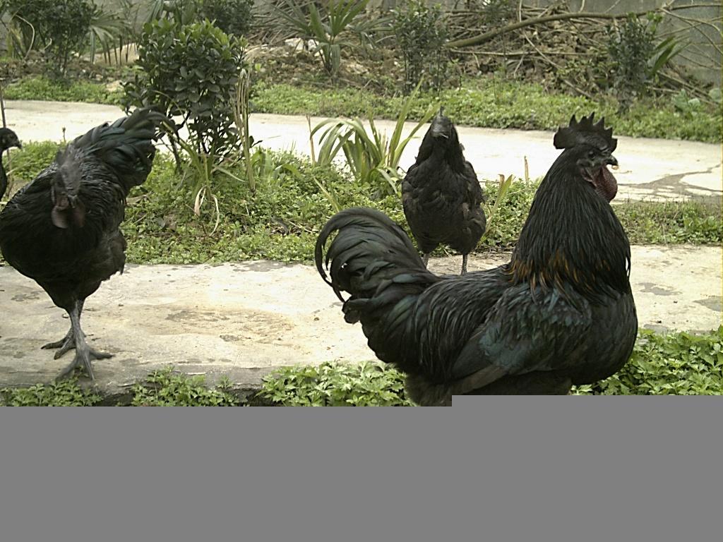 江山乌骨鸡存栏量从去年的30万羽增加至约40万羽 - 衢州市新闻传媒中心