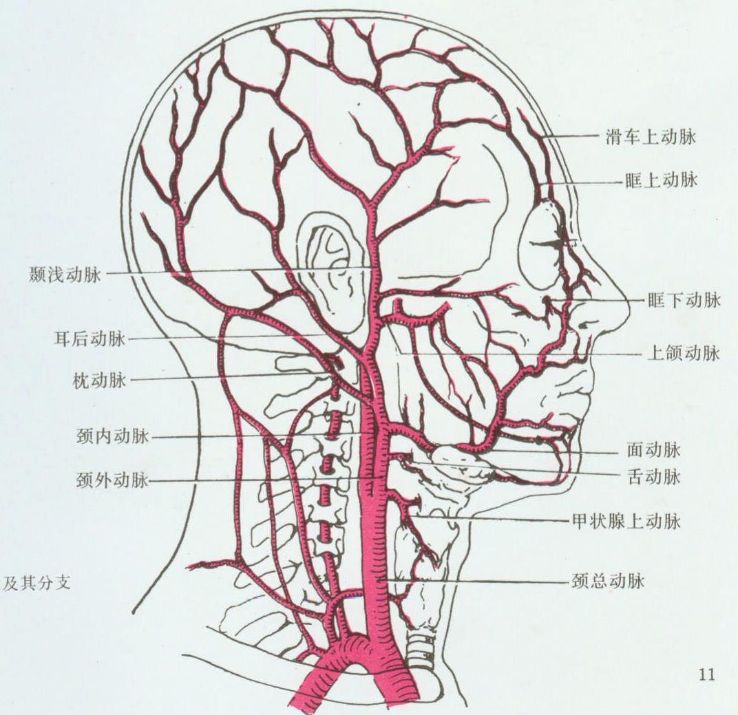 颈内动脉体表定位图片