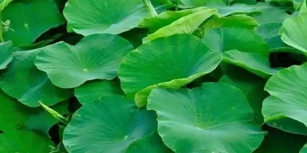 包粽子居然可以用这些叶子_360新知
