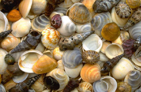 贝壳像各种各样的小动物有的像什么?