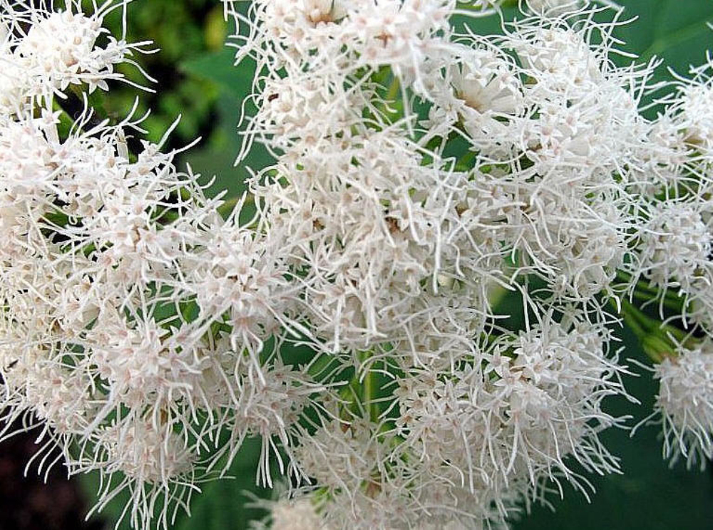 泽兰族图册_360百科