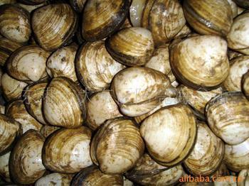 蚬子图册_360百科