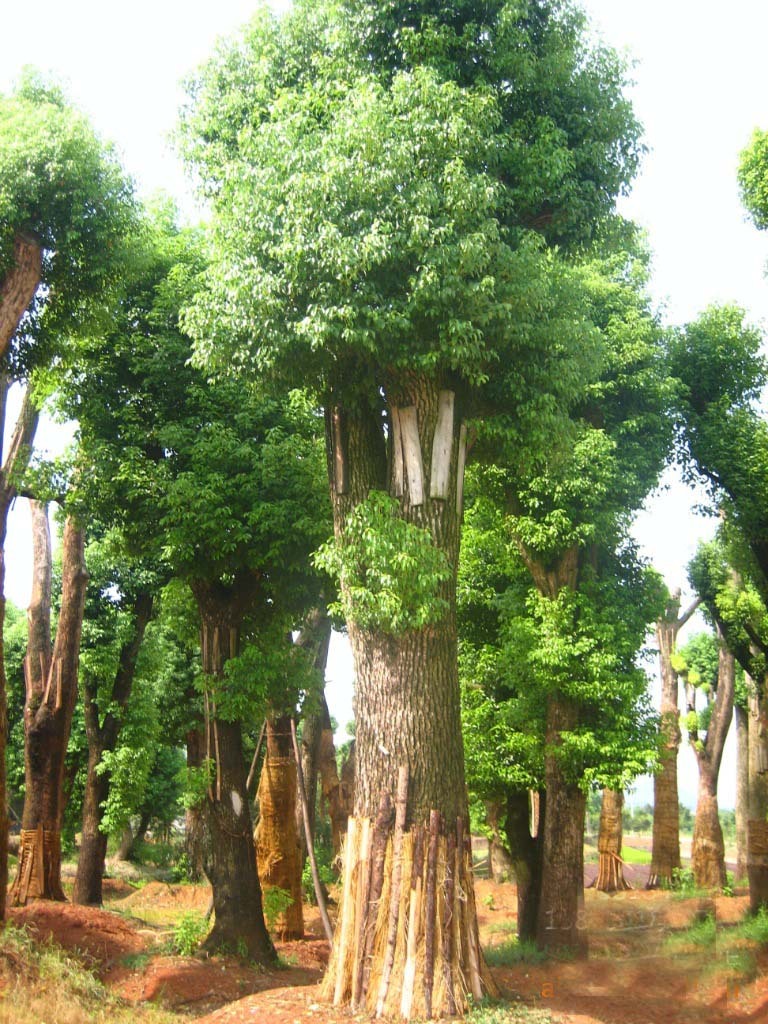 小叶樟图册_360百科