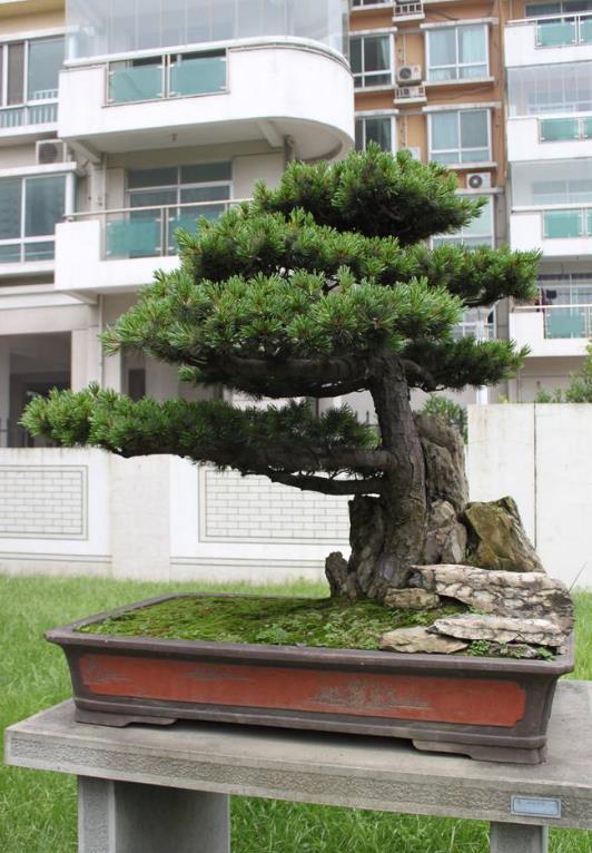 日本五针松(松科松属植物)_360百科
