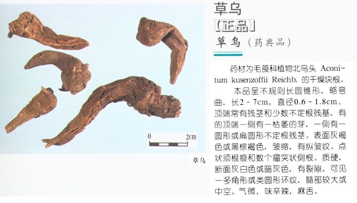 生草乌图册_360百科
